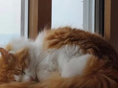 -猫的茶·猫咖