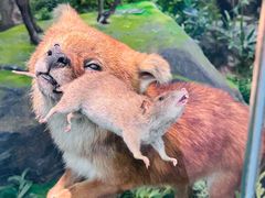 -国家自然博物馆