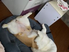 -瑞派旺宝宠物医院·犬猫全科综合·尿道专科(莲兴院)