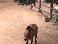 -石家庄市动物园