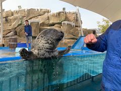 -芜湖新华联大白鲸海洋公园