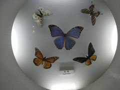 -上海大自然野生昆虫馆(东方明珠·爬宠昆虫探索中心)