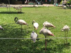 -广州长隆飞鸟乐园