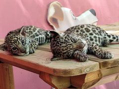 -北京野生动物园