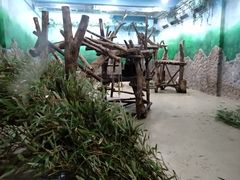 景点-成都大熊猫繁育研究基地