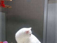-More Fun猫咖 二十只万元加菲主题