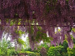 -嘉定紫藤园