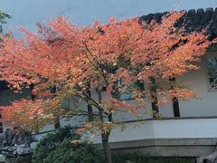 -秋霞圃