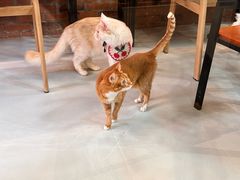 -豆逗聊愈猫阁Easy Life
