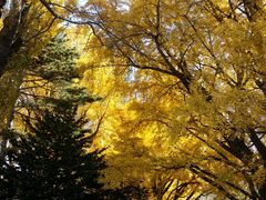 -北海道厅旧本厅舍(旧本庁舎)