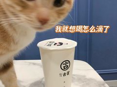 -伟伟宠物医院·瑞派猫友好医院·猫科(光谷店)