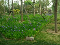 -武清南湖绿博园