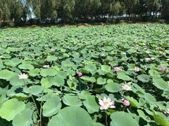 -白渔泡湿地公园