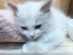 -屋虎猫馆(宝安大仟里店)