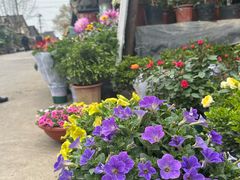 -金陵花卉交易市场