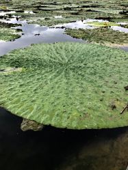 -水八仙生态园