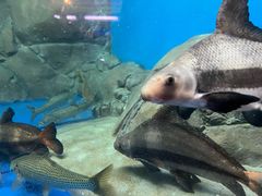 -上海海洋水族馆