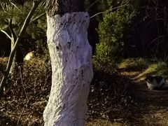 -佛慧山
