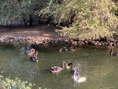 -长白岛森林公园