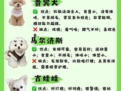 -翊宠yipet猫狗购宠庄园