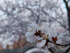 -桃花堤公园