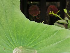 -老屋咖啡