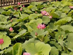 -羊亭河湿地公园