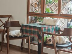 -有猫主题·治愈系猫咖(曾厝垵店)