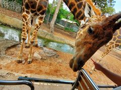 -清迈夜间动物园