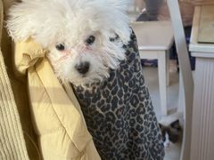 -宠颐生汉谟拉比宠物医院