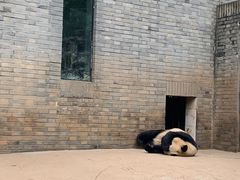 -都江堰中华大熊猫苑