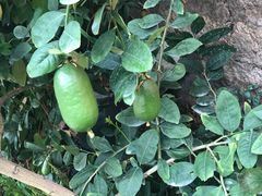 -蔡氏古民居建筑群