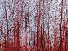 -艾溪湖湿地公园