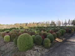 -嘉北郊野公园