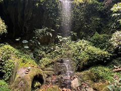 -莫里热带雨林景区