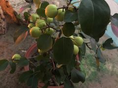 -南通洲际绿博园