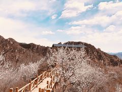 -大岭沟猕猴桃谷风景区