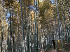 -上海佘山国家森林公园天马山园