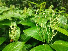 -广西壮族自治区药用植物园
