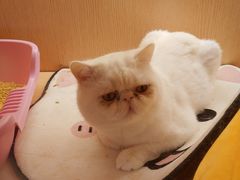 -Pets First伊珊娜洗护·精致美容·家庭式寄养(新会路店)