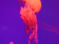 -海合安武汉极地海洋公园