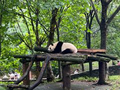 -都江堰中华大熊猫苑