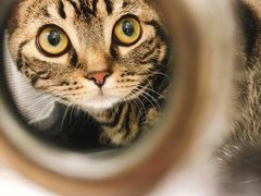 -瑞派·关忠动物医院·猫专科·犬专科(三环新城店)
