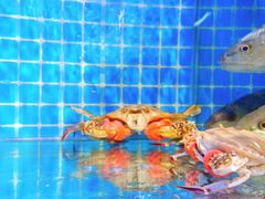 -前王院•巧克力海鲜市集餐厅(万平口店)