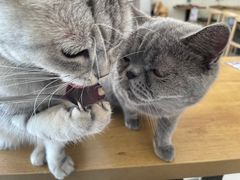 -平行世界·猫咖(首经贸店)
