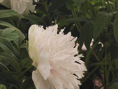 -洛阳市隋唐城遗址植物园