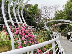 -深圳仙湖植物园