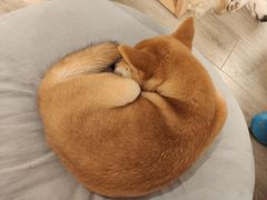 -浣熊柯尔鸭土拨鼠·电玩咖