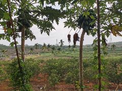 -侯臣咖啡文化村