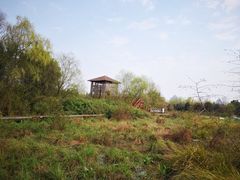-会仙湿地